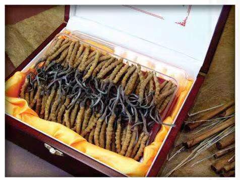 辰溪冬虫夏草回收